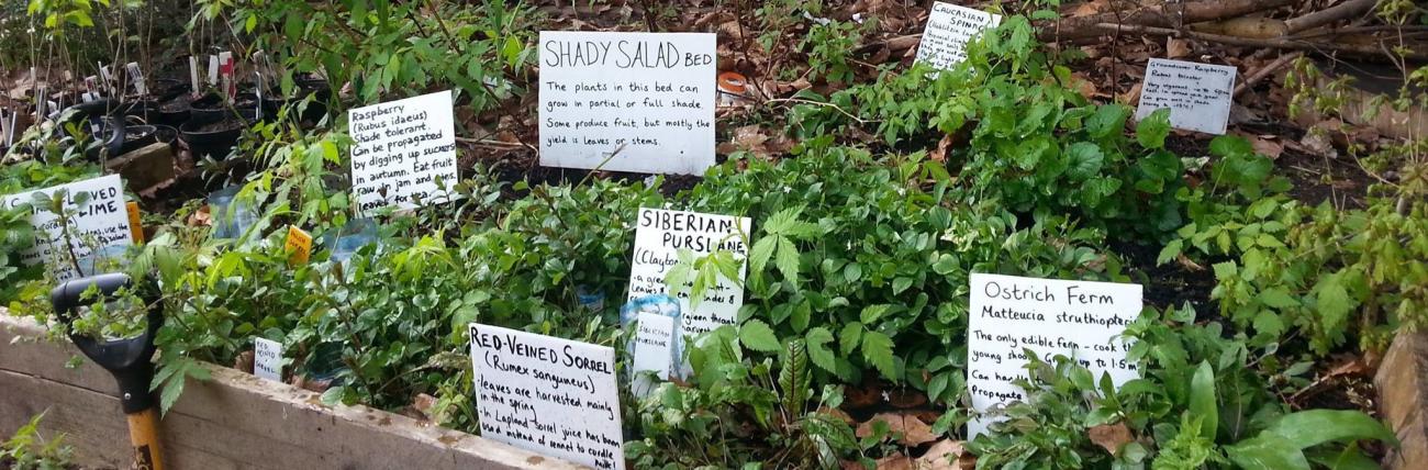 Edible plants at Edible Landscapes 