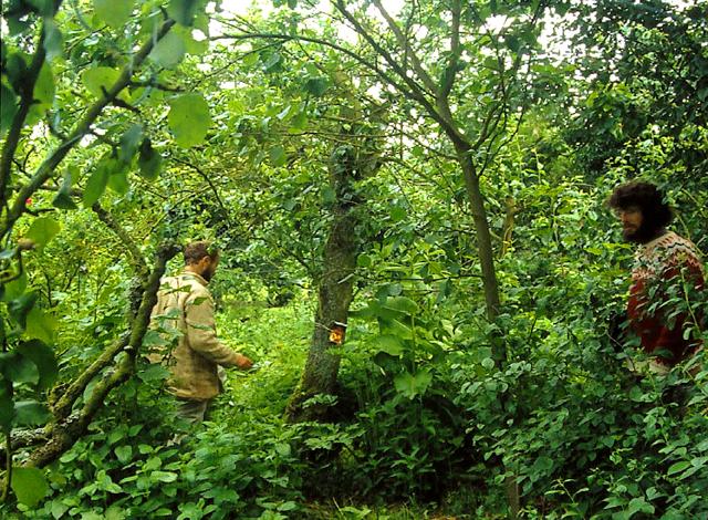 Dense green undergrowth in a forest garden