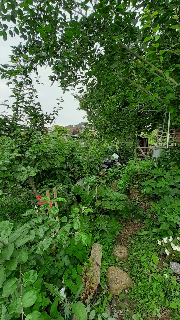 Food forest path on plot 163b