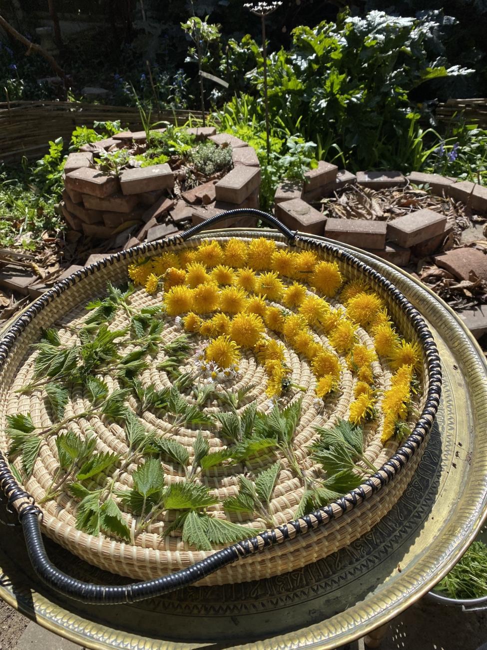 Image shows a tray of nettle and dandelion drying in the sun. In the background are two red brick herb spirals.