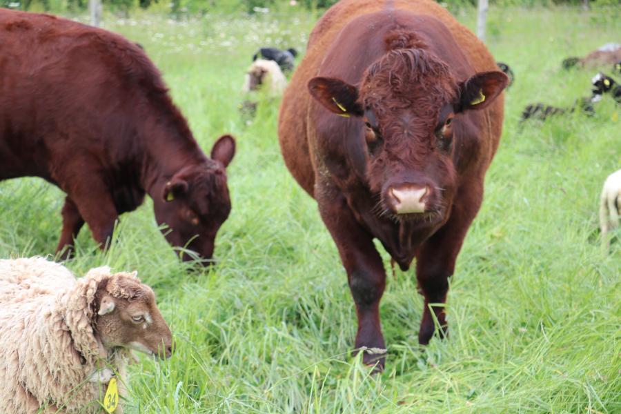 Inkpot cows and sheep