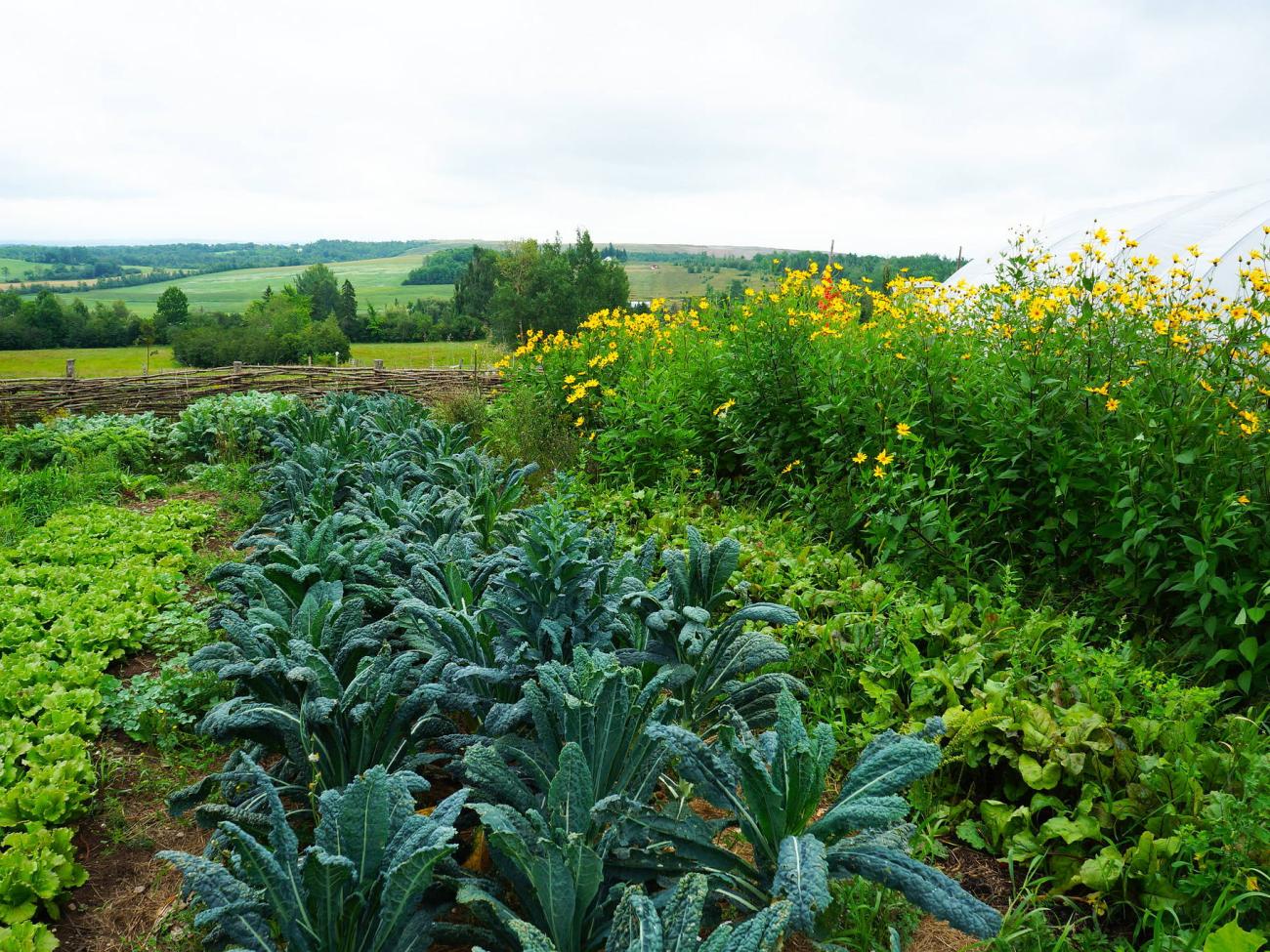 Market garden