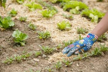 Mulching around vegetables