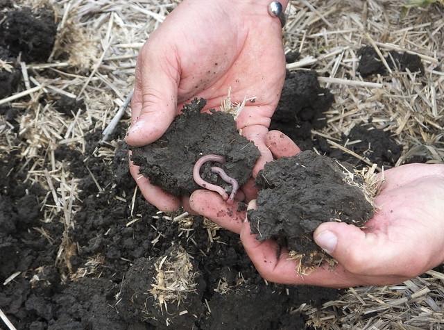 Earthworm in soil