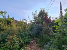 An image of part of the forest garden in late Summer.