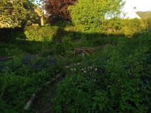 Mandala food forest