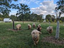 Sheep in the orchard