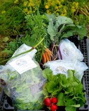 A box of freshly harvested vegetables against a background of grass.