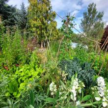 Kitchen garden