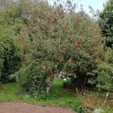 Apple tree