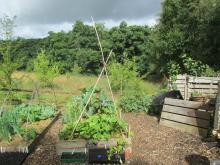 View of our veg beds with forest garden behind.
