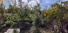 World's End Forest Garden 2025