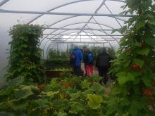 Helmsdale Kitchen Garden, inside the polytunnel.