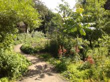 Summer in the garden