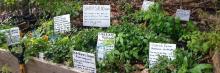 Edible plants at Edible Landscapes 