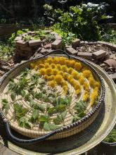 Image shows a tray of nettle and dandelion drying in the sun. In the background are two red brick herb spirals.