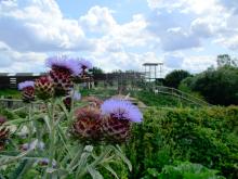 Cardoons flowering in our permaculture garden with the Zip-wire in the background
