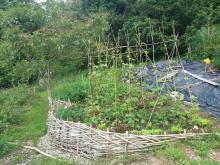 Permaculture hazel terraced garden Ireland