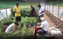 Volunteers at Horton Community Farm in a polytunnel