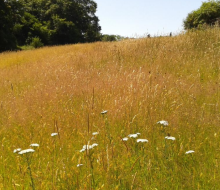 image of yarrow in field of wild grasses and trees
