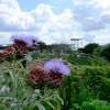 Cardoons flowering in our permaculture garden with the Zip-wire in the background