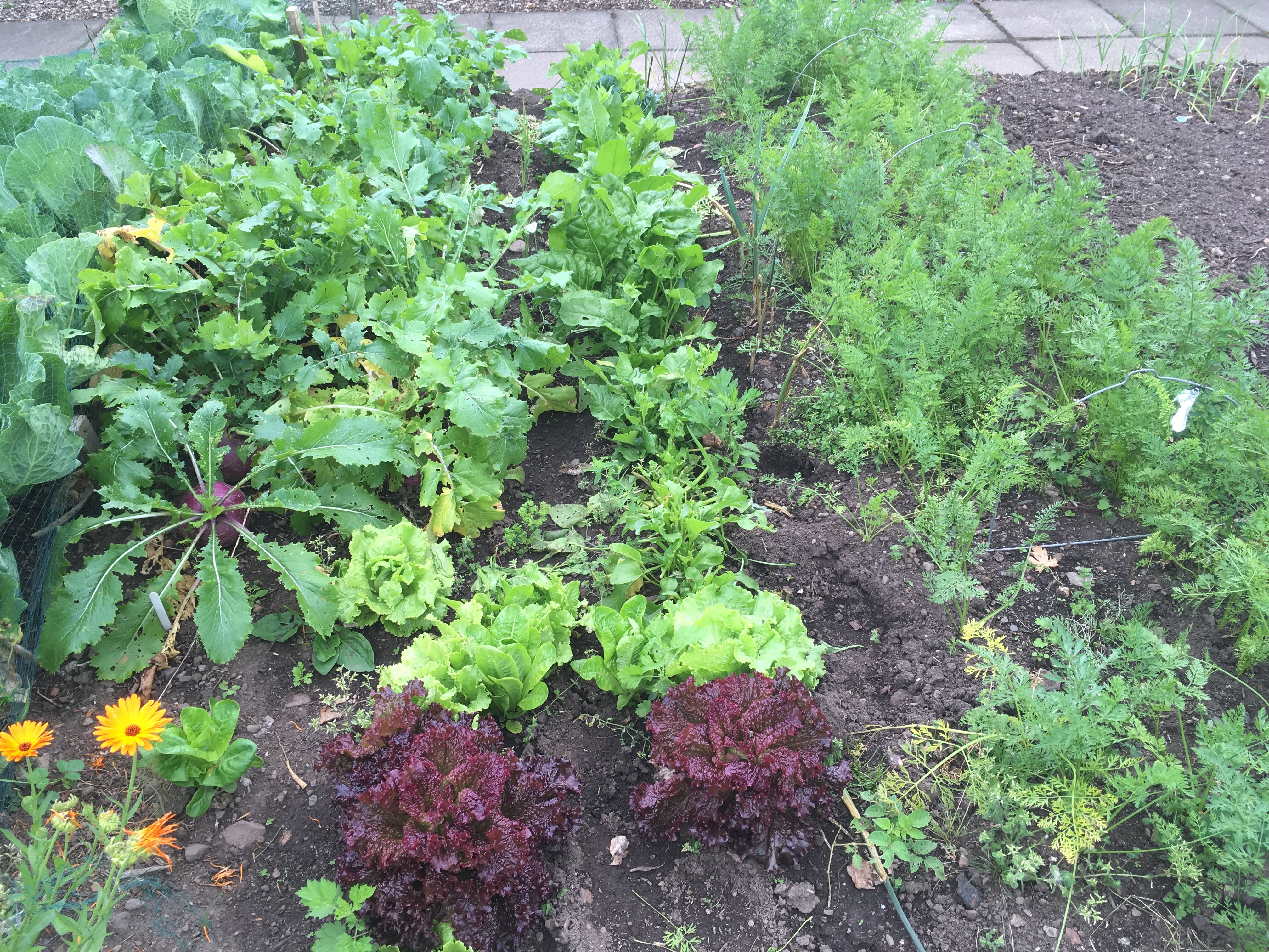 Mixed crops in a diverse vegetable garden