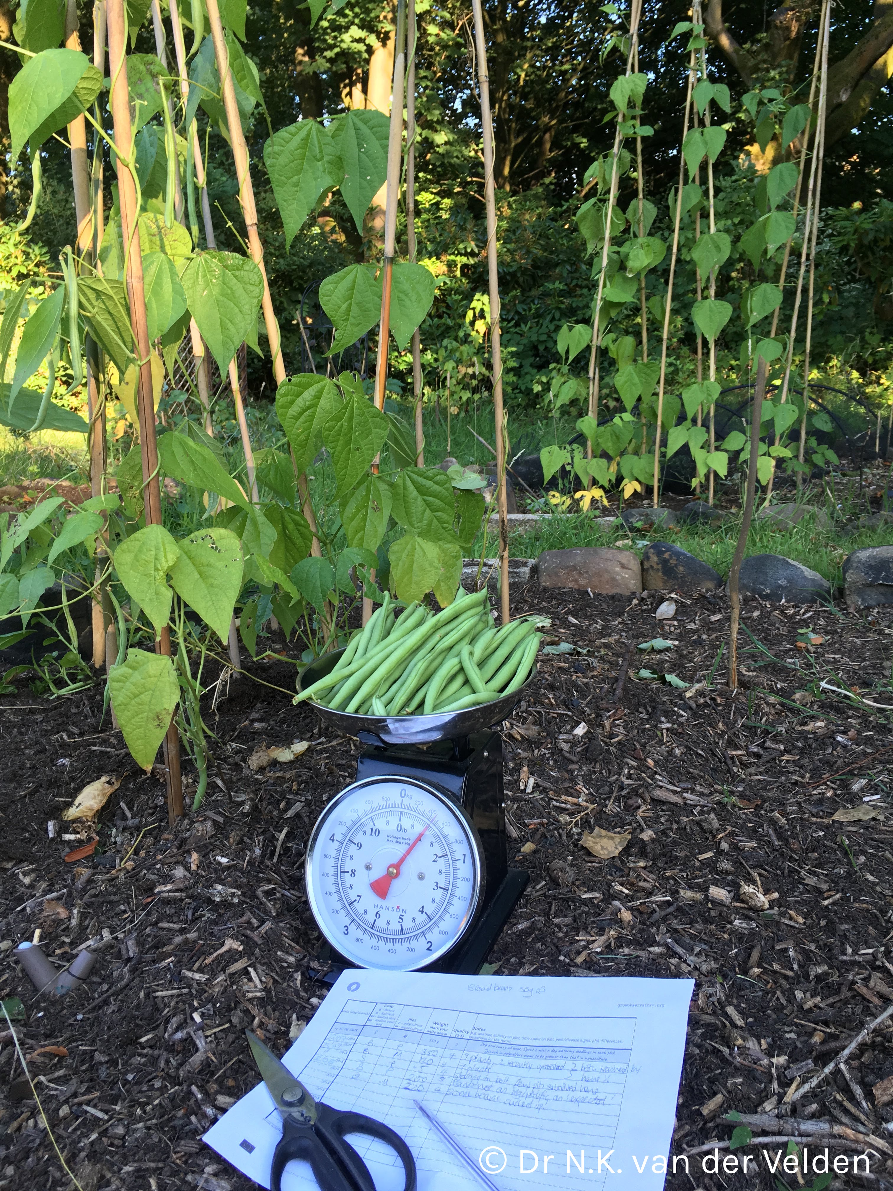 Scales and recording a harvest of beans in the garden